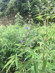 Vitex agnus-castus