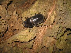 Serrognathus titanus platymelus