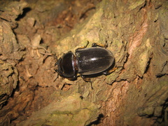 Serrognathus titanus platymelus