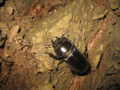 Serrognathus titanus platymelus