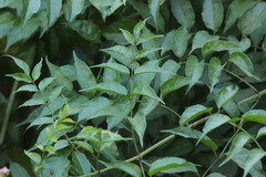 Podranea ricasoliana