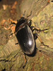 Serrognathus titanus platymelus