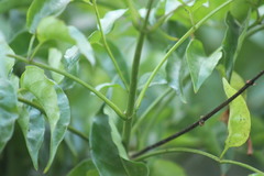 Podranea ricasoliana