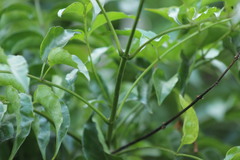 Podranea ricasoliana