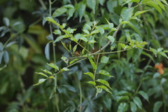 Podranea ricasoliana