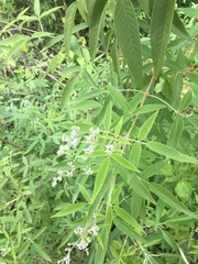 Vitex agnus-castus