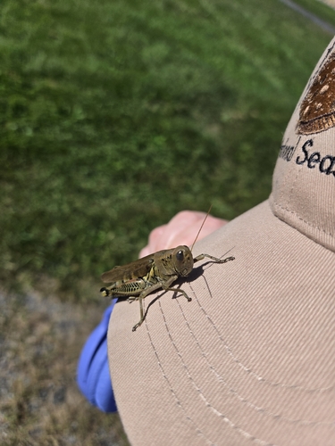 Differential Grasshopper