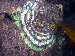 Corallinophycidae