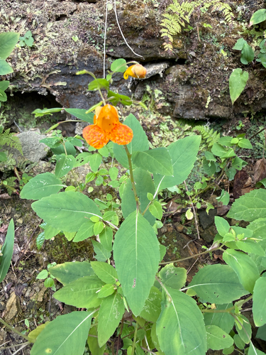 common jewelweed