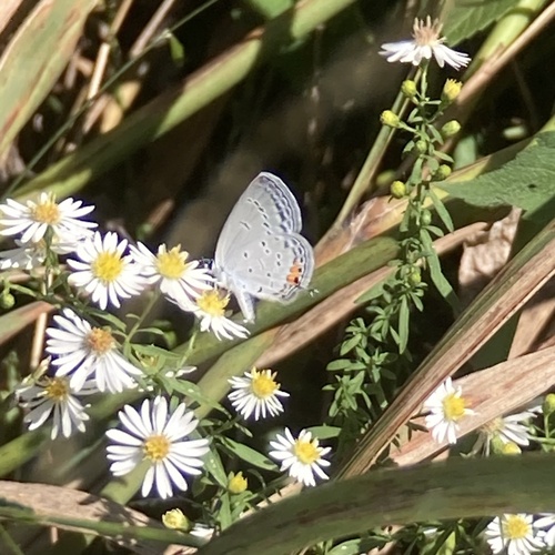 Eastern Tailed-Blue