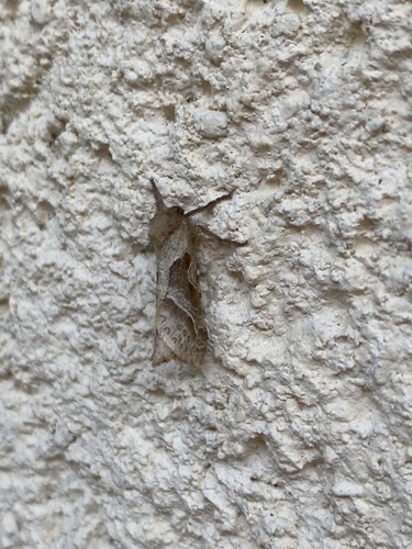 Orange Swift