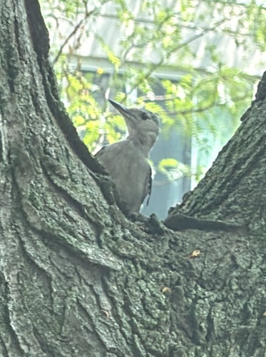 Red-bellied Woodpecker observed by lakeclouds111