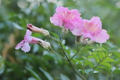 Podranea ricasoliana