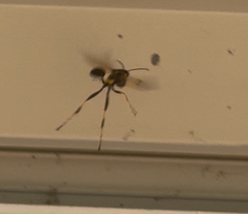 Yellow-legged Mud-dauber Wasp