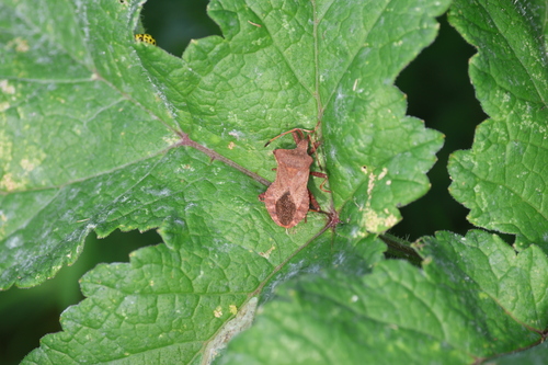 Dock Bug