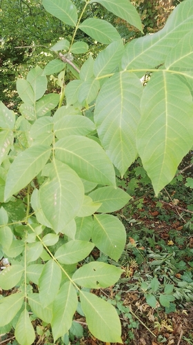 Persian walnut