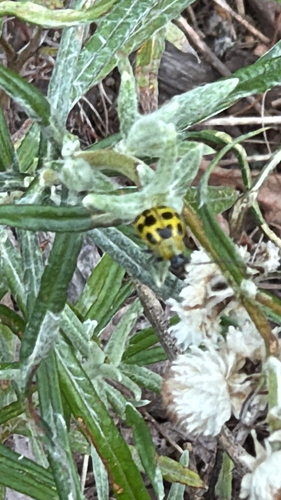 Spotted Cucumber Beetle