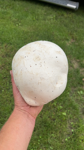 giant puffball