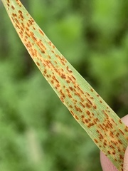 Pucciniaceae