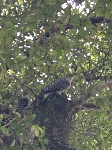 Red-bellied Woodpecker observed by weirdguyfromflorida