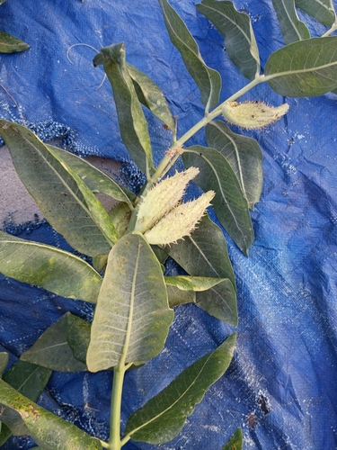 showy milkweed