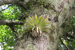 Tillandsia biflora