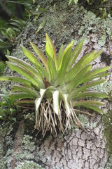 Tillandsia biflora