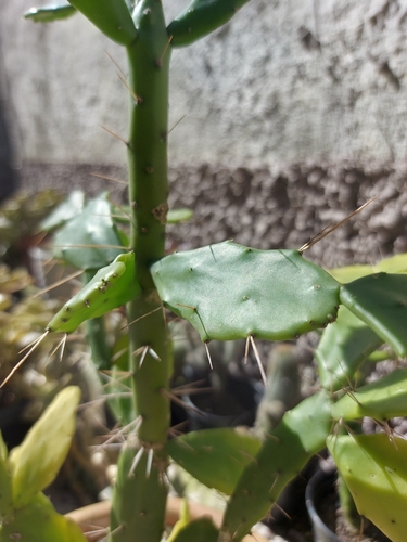 Brasiliopuntia brasiliensis