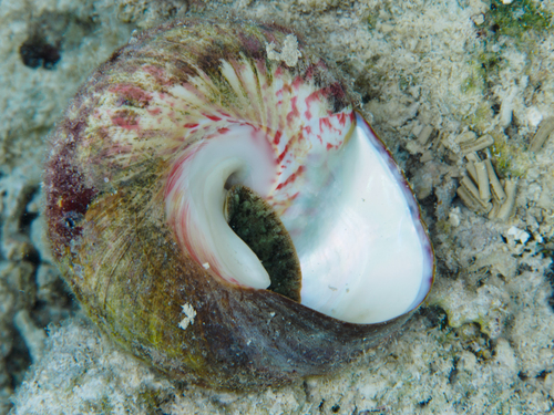Trochus niloticus observed 2026-09-13