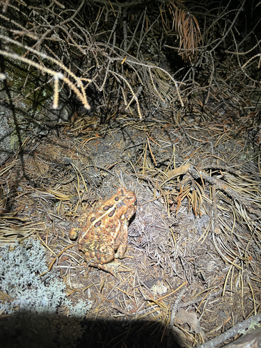 American Toad