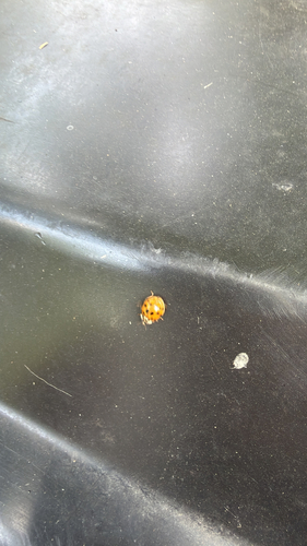 Asian Lady Beetle