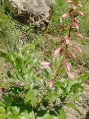 Dictamnus angustifolius