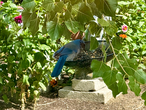 Woodhouse's Scrub-Jay