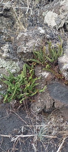 maidenhair spleenwort
