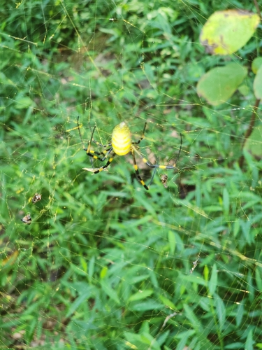 Joro Spider