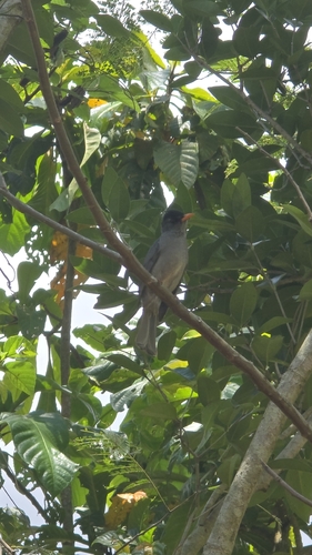 iNaturalist image