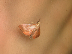 Endotricha theonalis