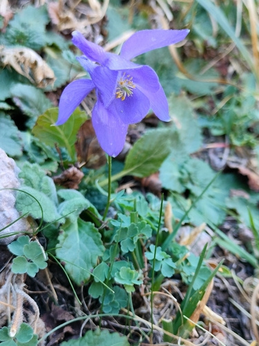 Pyrenean Columbine