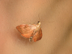 Endotricha theonalis