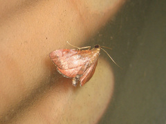 Endotricha theonalis