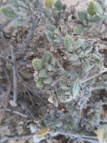 Tiquilia gossypina