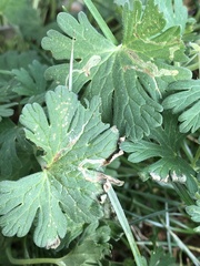 Agromyza nigrescens