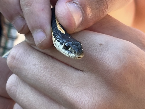 iNaturalist observation photo of Common Garter Snake