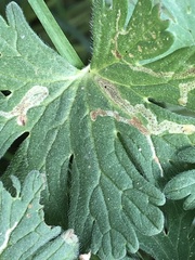 Agromyza nigrescens