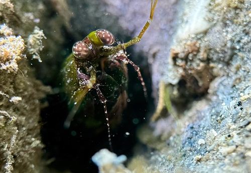 Pseudosquilla observed 2026-09-15
