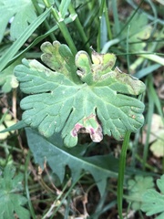 Agromyza nigrescens