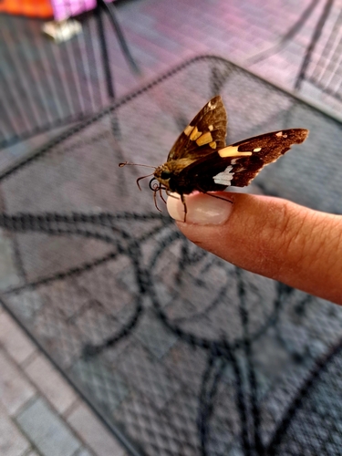 Silver-spotted Skipper