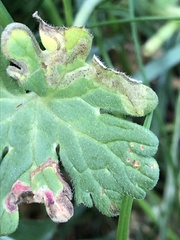 Agromyza nigrescens