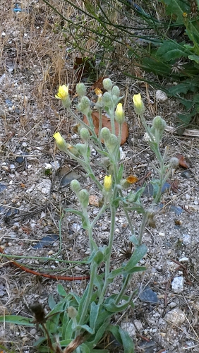 Andryala integrifolia, photograph 3
