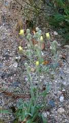 Andryala integrifolia, photograph author not stated, no rights reserved